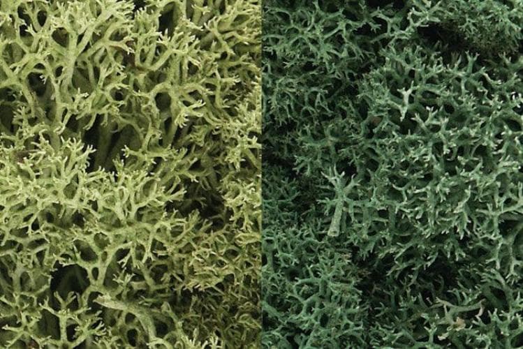Woodland Scenics L167 N/HO Lichen Light Green Mix 3 Quarts Train Scenery for fpv drones 1