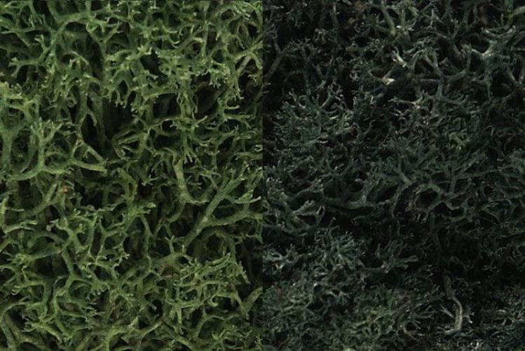 Woodland Scenics L168 N/HO Lichen DarkGreen Mix 3 Quarts Train Scenery for fpv drones 1