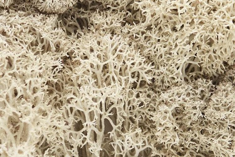Woodland Scenics L166 N/HO Lichen Natural 1.5 Quarts Train Scenery for fpv drones 1
