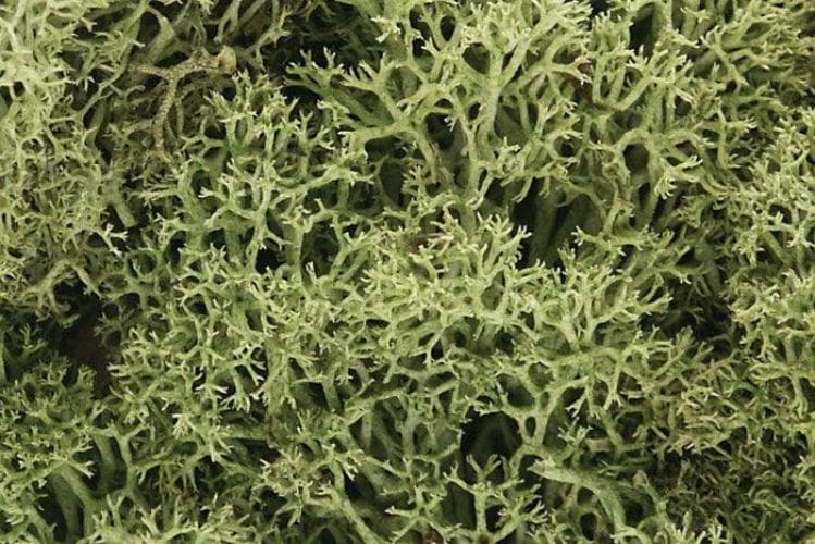 Woodland Scenics L161 N/HO Lichen Spring Green 1.5 Quarts Train Scenery for fpv drones 1